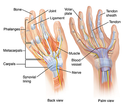 Muscles Hand - 4 Parts